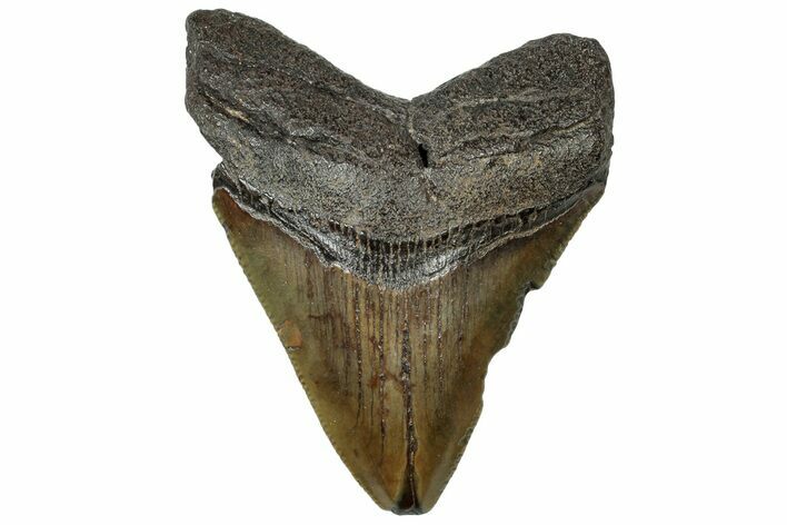 Fossil Megalodon Tooth - South Carolina #313844